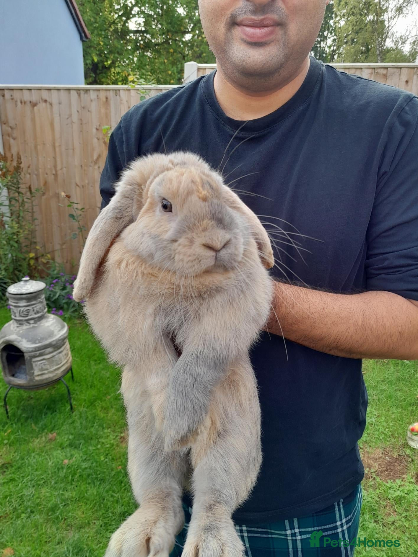 Mini Lop rabbits Mini Lop - Advert 18