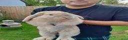 Mini Lop rabbits for sale: Mini Lop in Bristol - Advert 1
