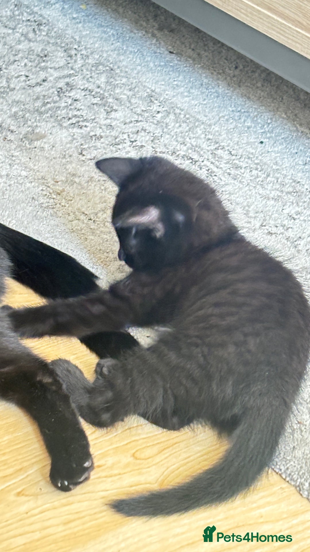 British Shorthair cats for sale: Four half breed mixed Bengal short haired kittens  - Image 3