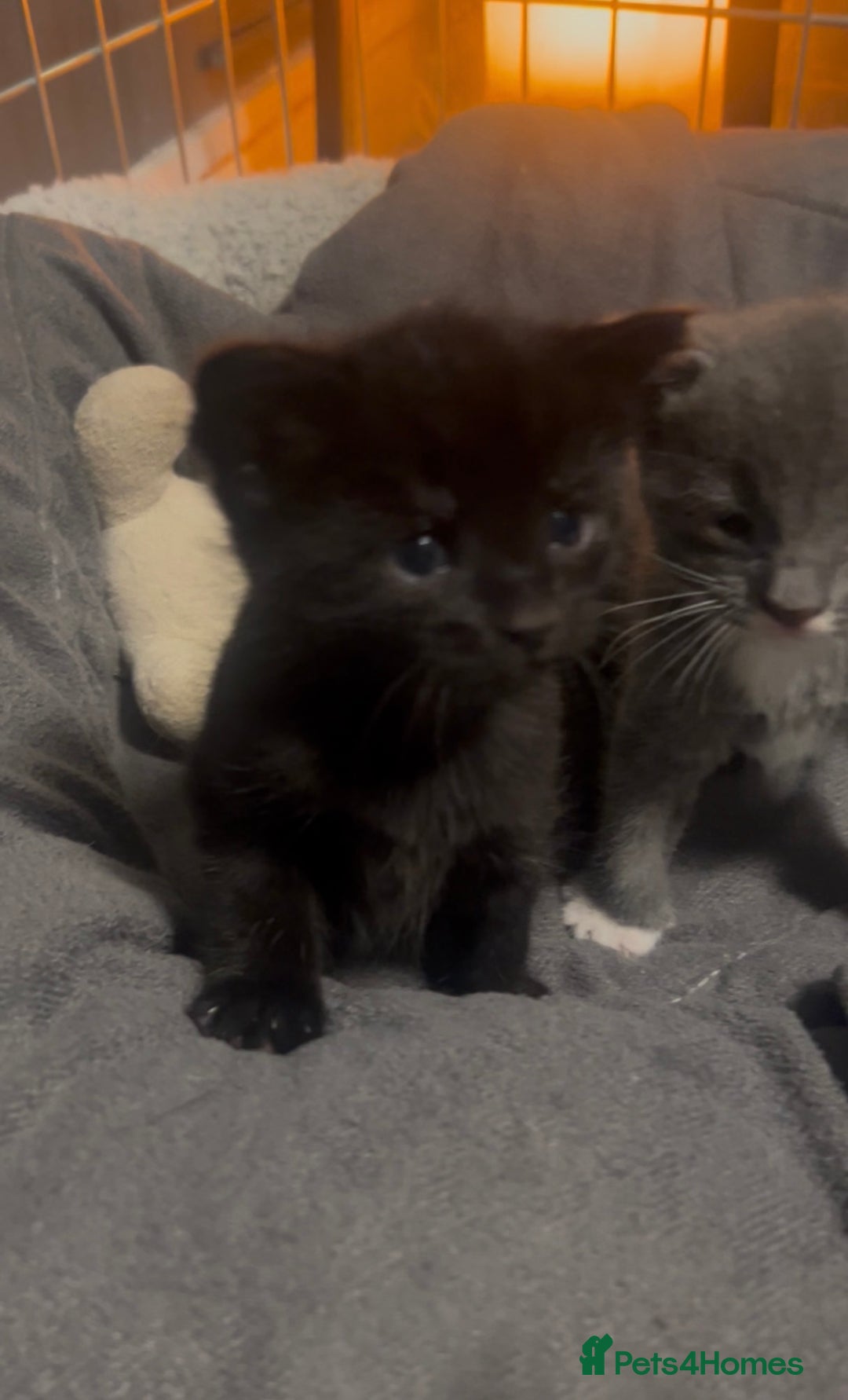 Mixed Breed cats for sale: 🥰 Beautiful kittens 🥰 - Image 5