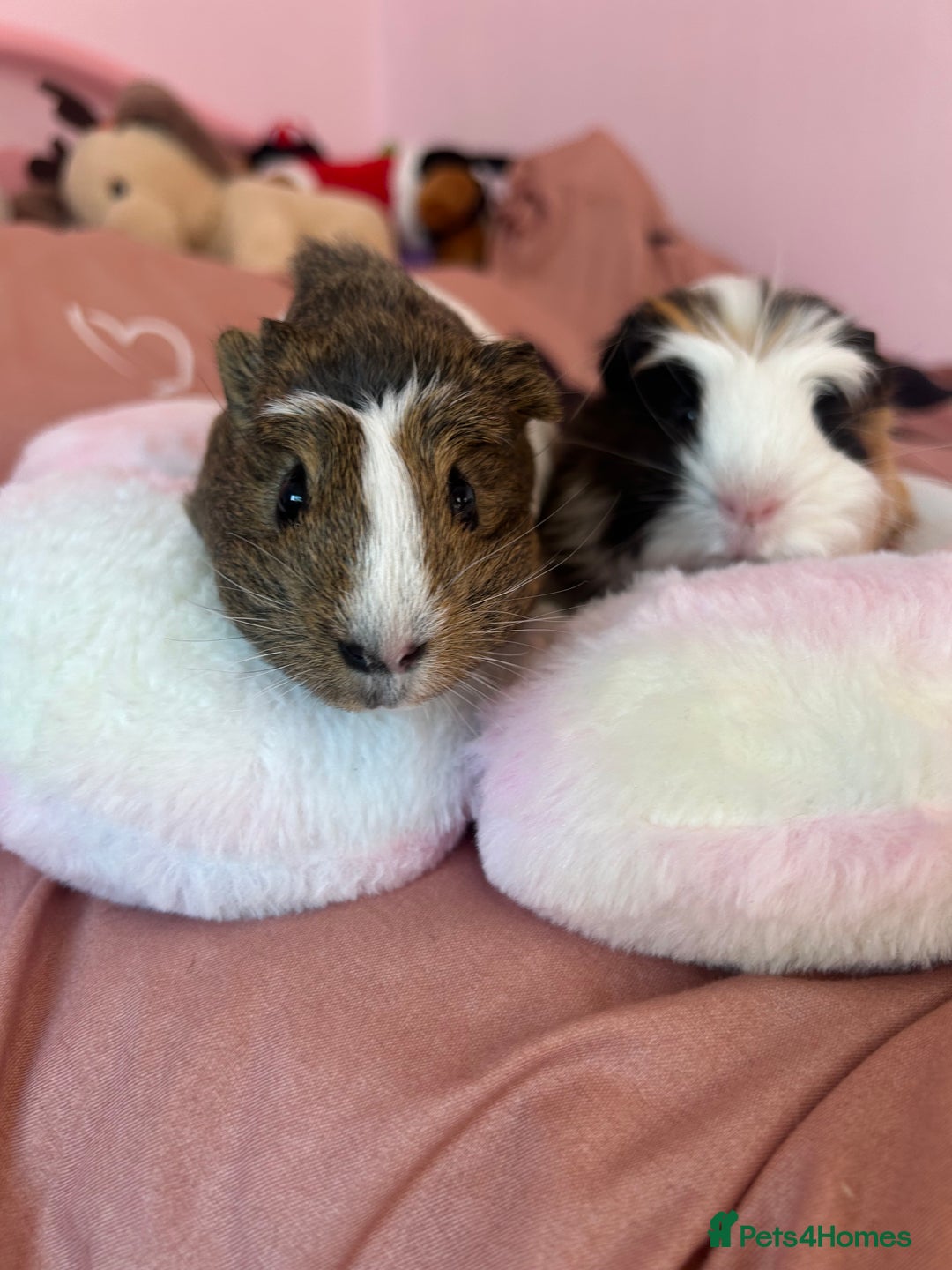 Guinea Pig rodents for sale: Two male guinea pigs  - Advert 4