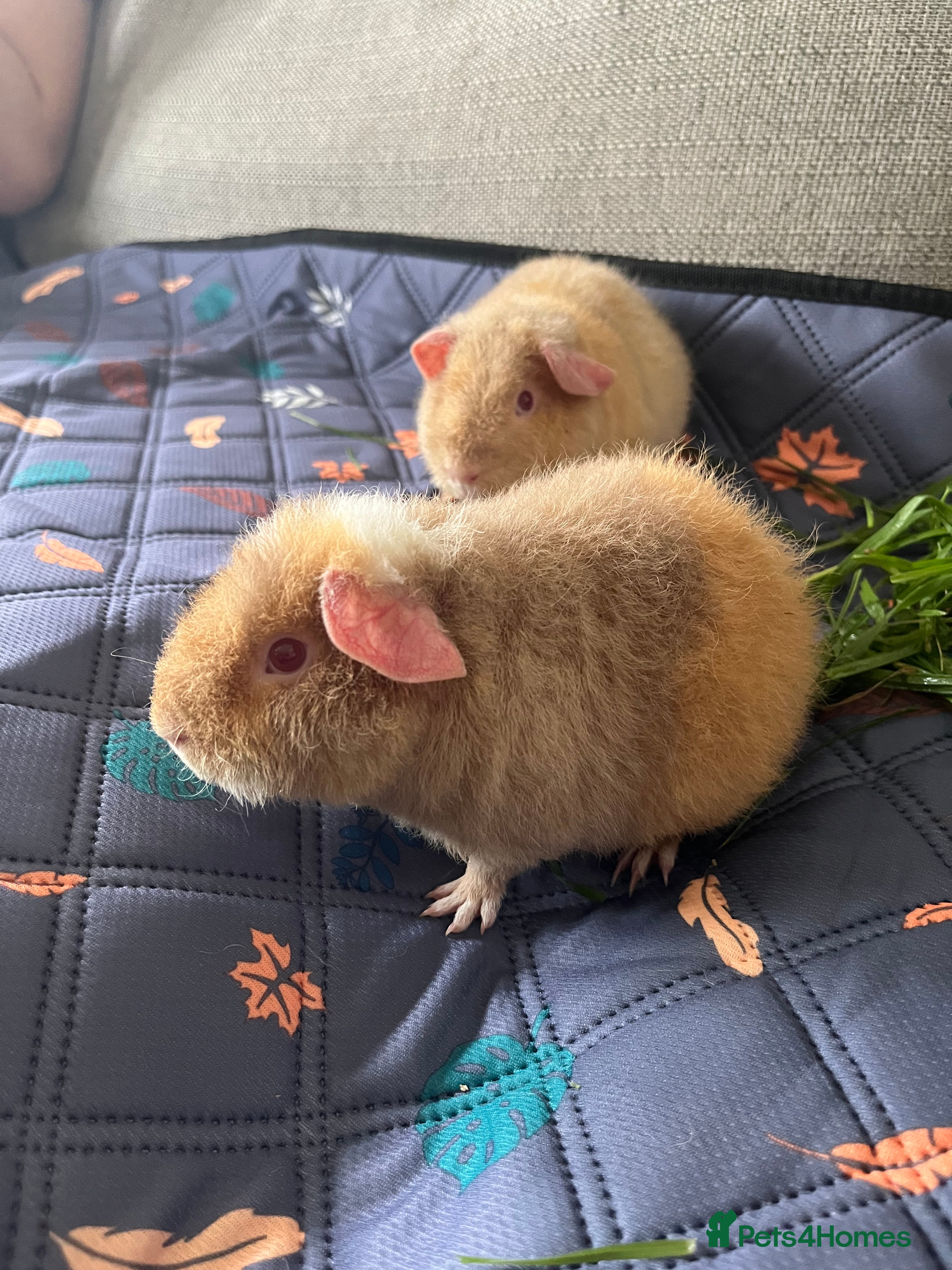 Guinea Pig rodents Purebred Teddy Boys - Advert 1