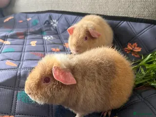 Guinea Pig rodents Purebred Teddy Boys - Advert 1