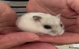 Hamster rodents for sale: Baby Winter White Russians from our show stock  - Image 4
