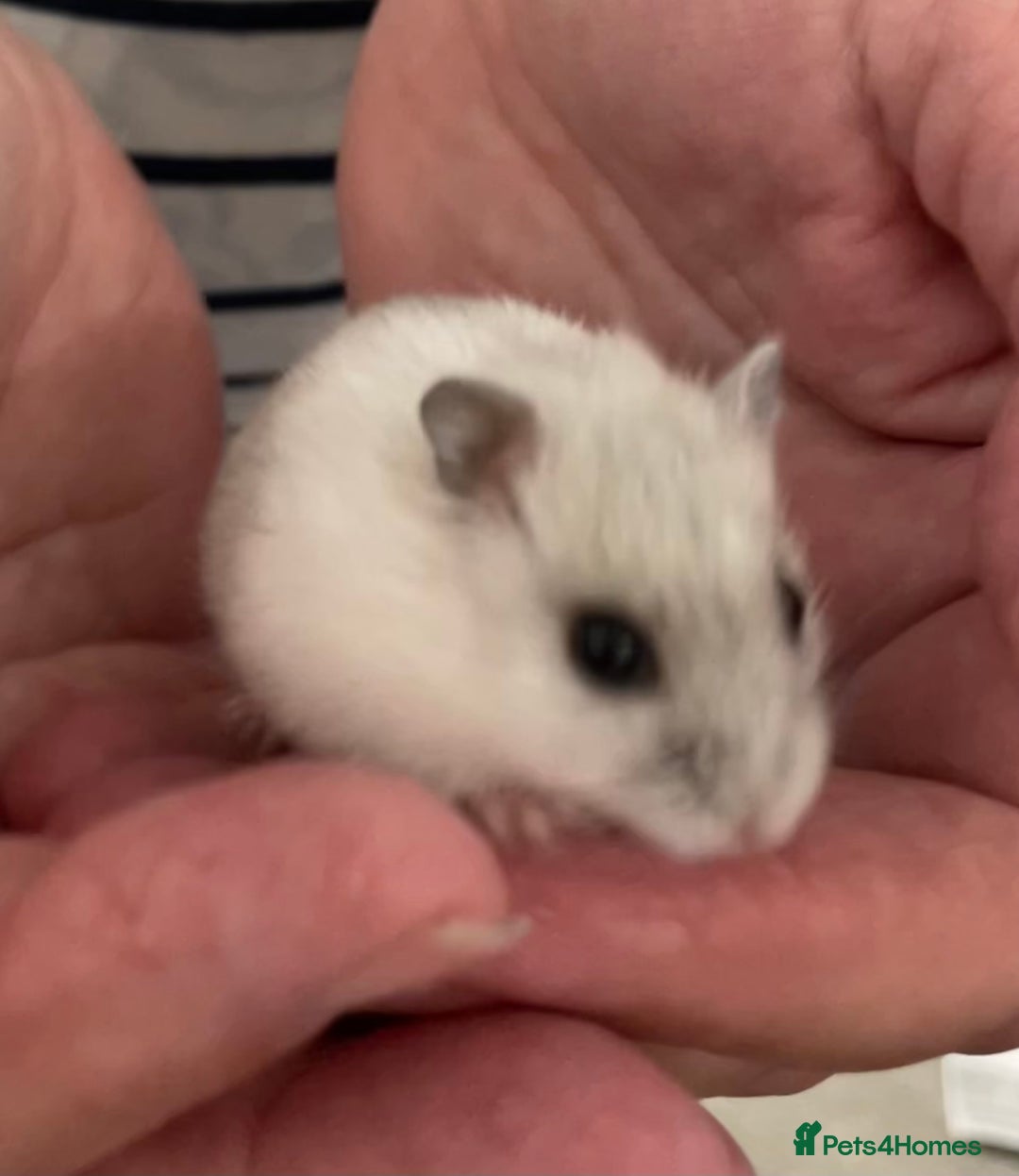 Hamster rodents for sale: Baby Winter White Russians from our show stock  - Image 4