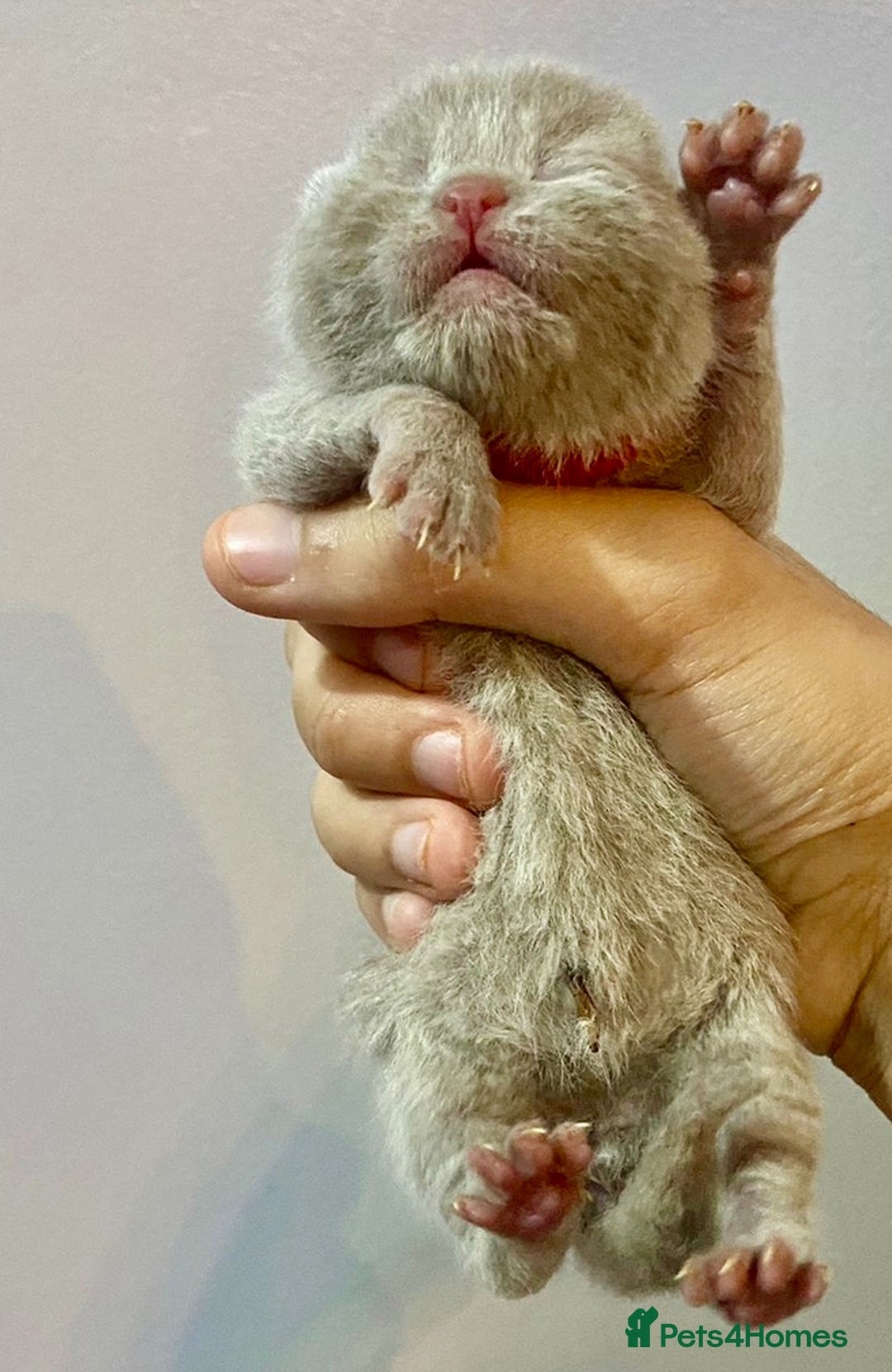 British Shorthair cats for sale: BRITISH SHORTHAIR KITTENS!!! 🐾🐾😻😻 - Advert 4