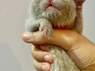 British Shorthair cats ONLY ONE LILAC MALE LEFT!!!! BSH 🐾🐾😻😻 - Advert 15