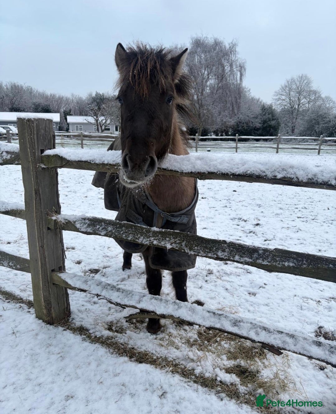 Dartmoor horses for sale: Dartmoor Hill Pony - Advert 5