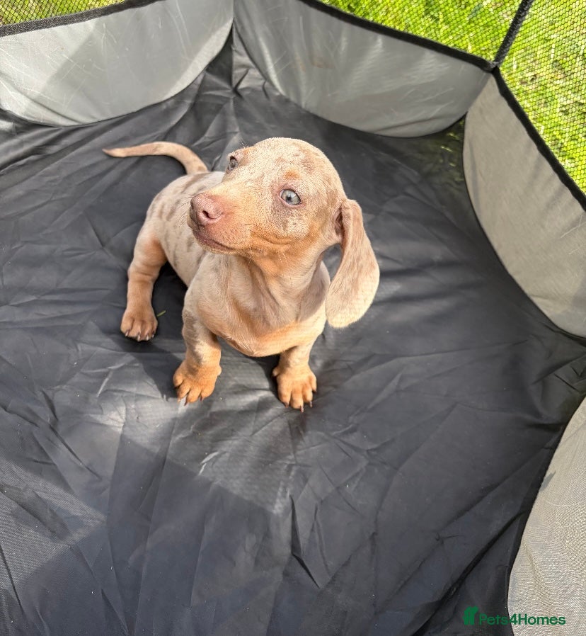 Miniature Dachshund dogs for sale: Miniature dachshund - Advert 2