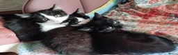 Mixed Breed cats for sale: Kittens  - Advert 3
