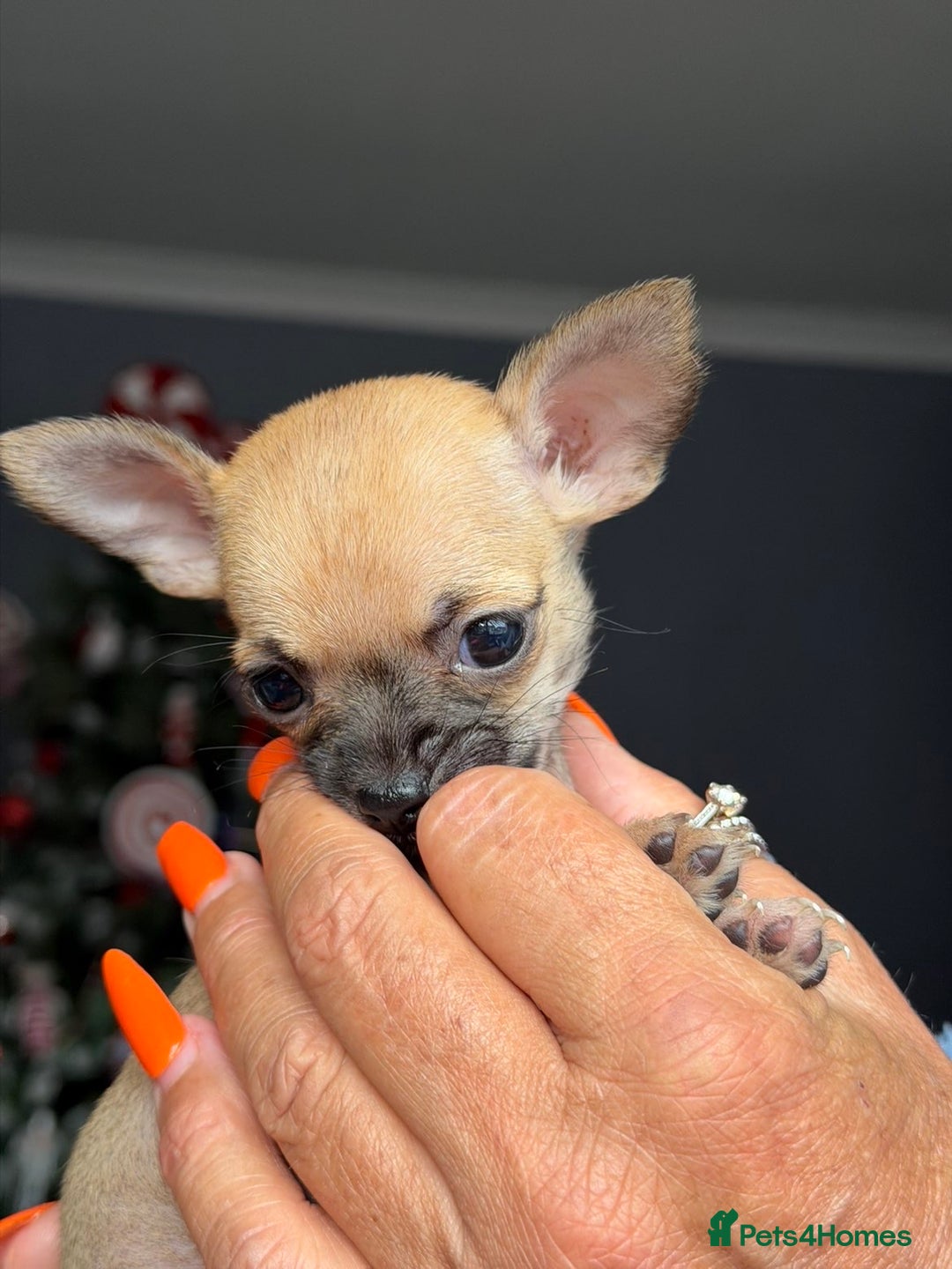 Chihuahua dogs for sale: Extremely tiny chihuahua female 0.4kg  - Advert 1