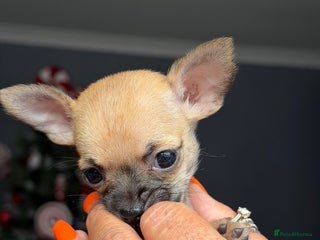 Chihuahua dogs Extremely tiny chihuahua female 0.4kg - Advert 1