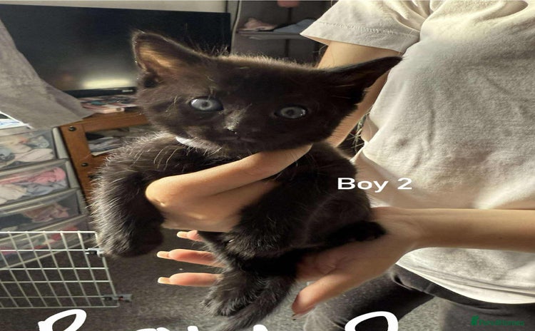 Domestic Shorthair cats - Advert 1
