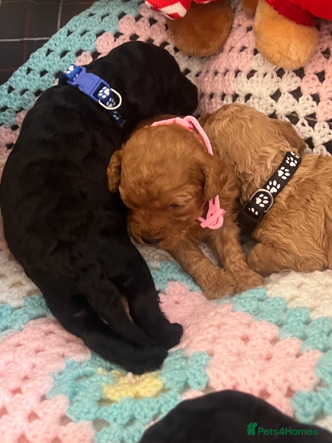 Poodle dogs for sale: Miniature toy poodles for sale - Advert 7