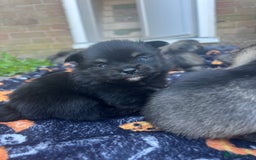 Pomchi dogs for sale: 3 pomchis looking for there forever homes 🐶 - Image 12