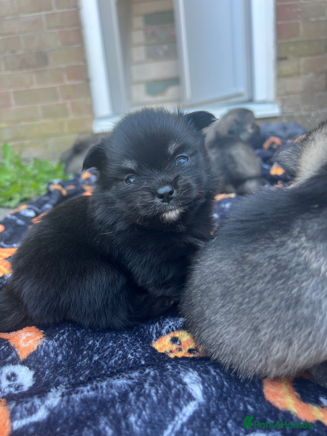 Pomchi dogs for sale: 3 pomchis looking for there forever homes 🐶 - Image 12