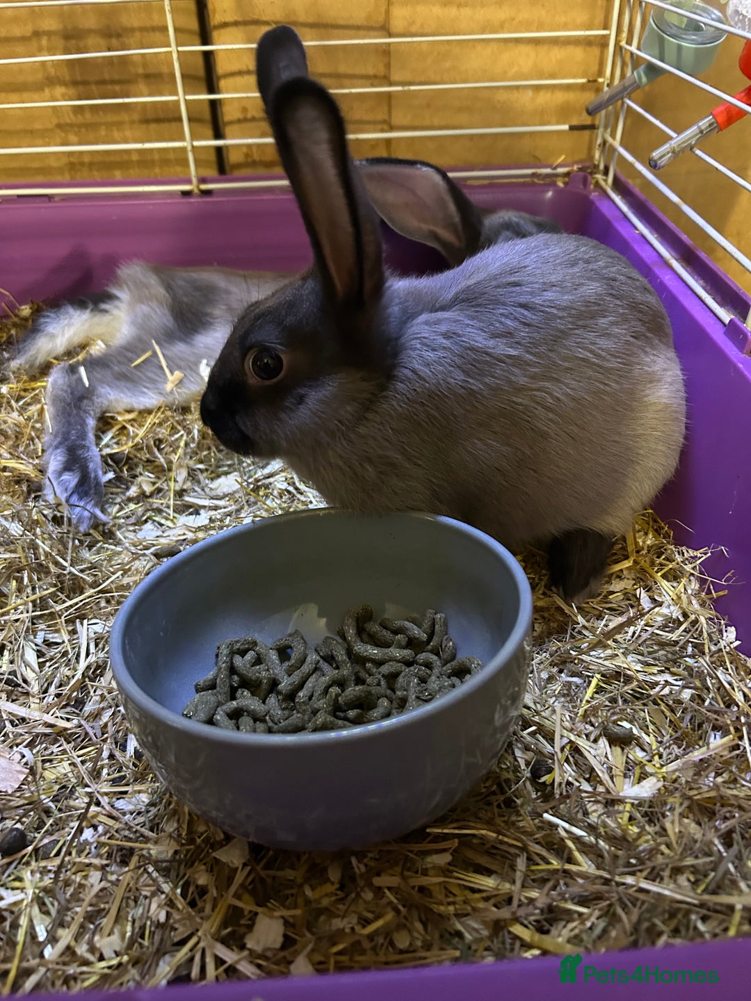 Mixed Breed rabbits for sale: 8-9 week old bunnies for sale 🐰 - Image 6