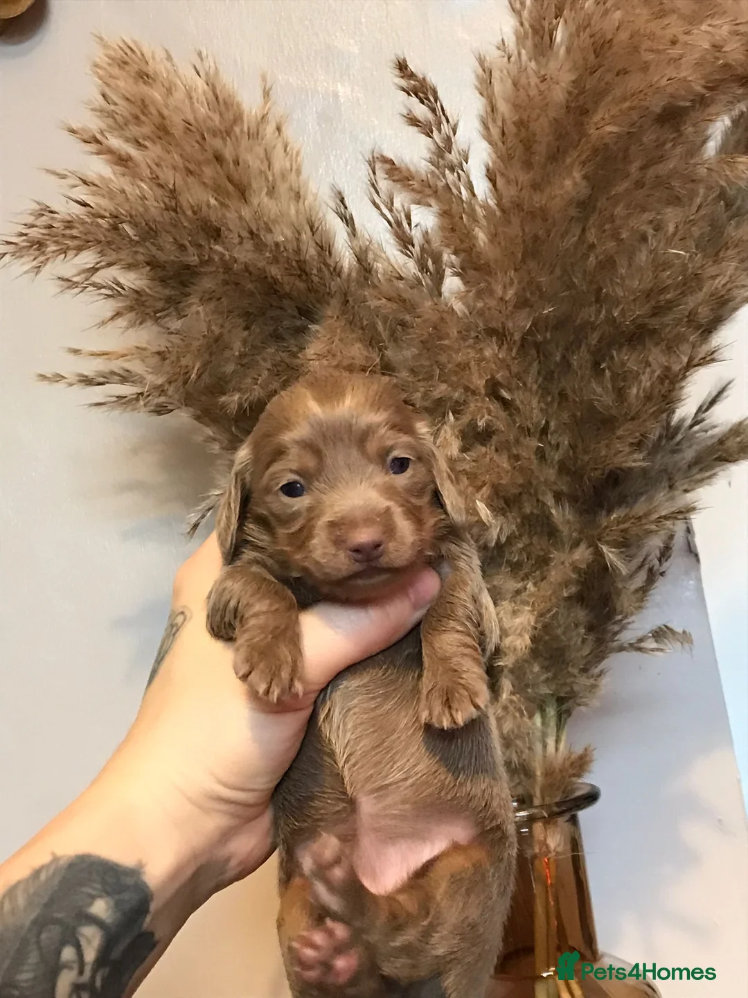 Miniature Dachshund dogs for sale: Three miniature long haired dachshunds  - Advert 17