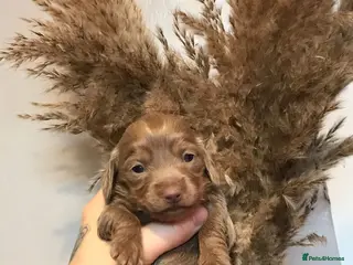 Miniature Dachshund dogs Three miniature long haired dachshunds - Advert 18