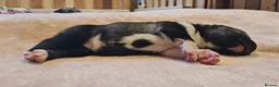 Siberian Husky dogs for sale: Well Socialised Home Raised Husky Puppies in Lincoln - Advert 21