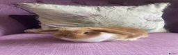 Mini Lop rabbits for sale: Mini lops - Advert 2