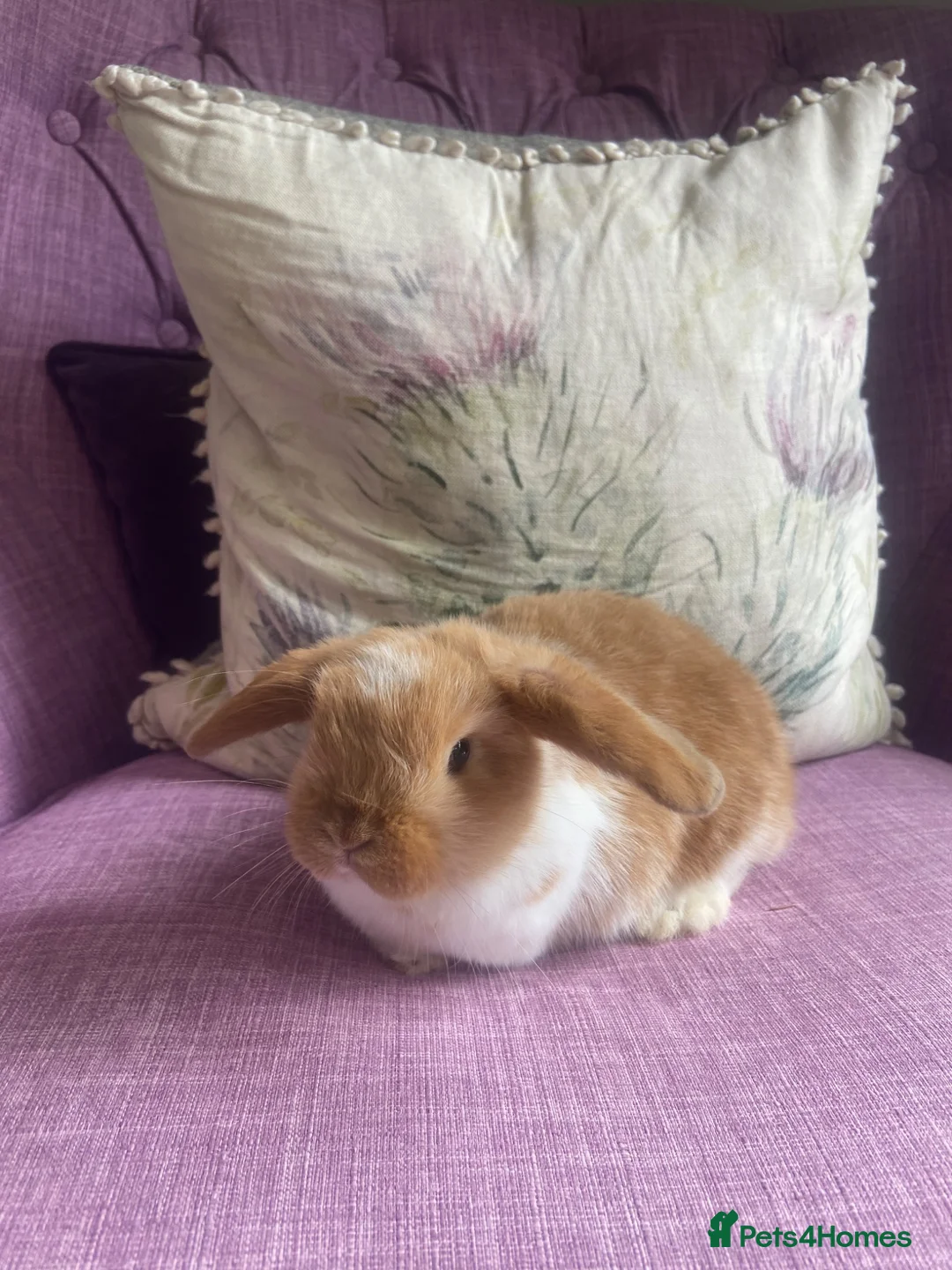 Mini Lop rabbits for sale: Mini lops - Advert 2