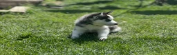 Siberian Husky dogs for sale: Beautiful Husky Puppies in Wells - Advert 21