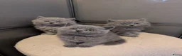 British Shorthair cats for sale: GCCF British Shorthair and longhair kittens  - Advert 2