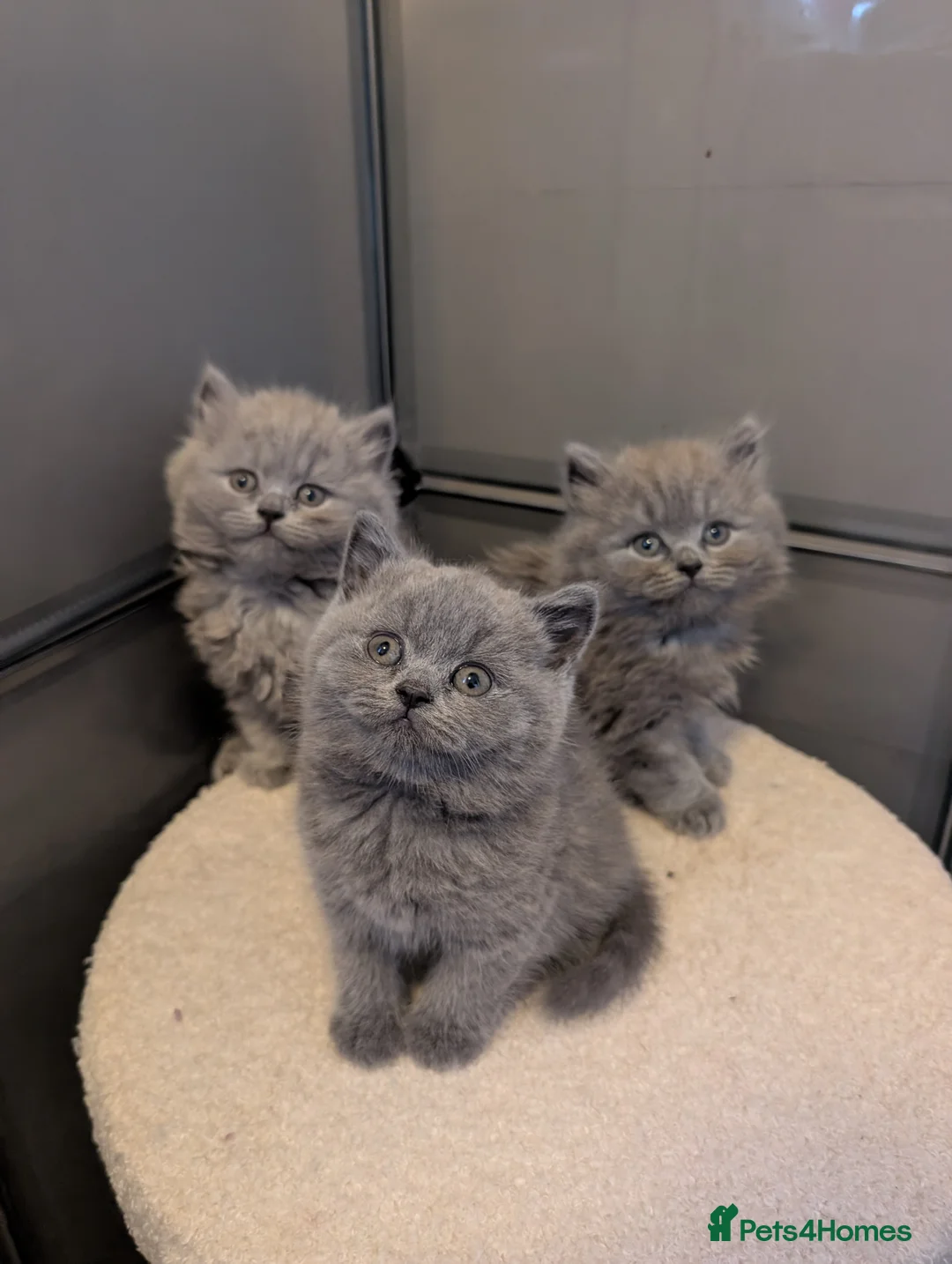 British Shorthair cats for sale: GCCF British Shorthair and longhair kittens  - Advert 2