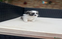 Chihuahua dogs for sale: 2 beautiful chihuahua boys for sale  - Image 1
