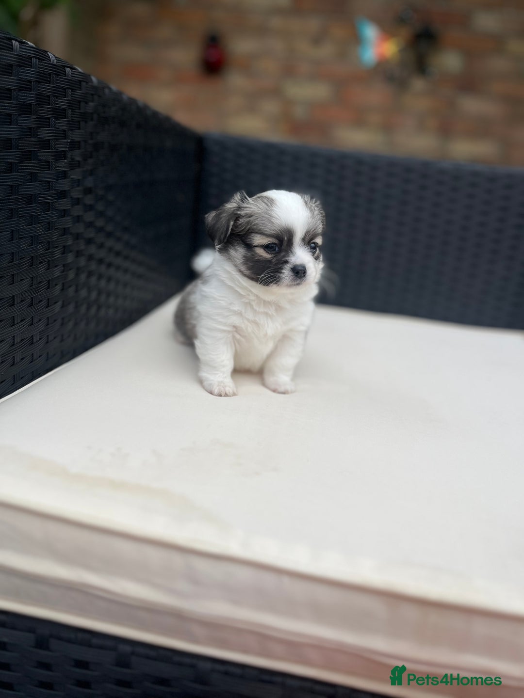 Chihuahua dogs for sale: 2 beautiful chihuahua boys for sale  - Image 1