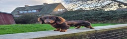 Miniature Dachshund dogs for stud: Kc registered Long-haired mini dachshund stud - Advert 5