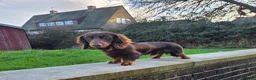 Miniature Dachshund dogs for stud: Kc registered Long-haired mini dachshund stud - Advert 5