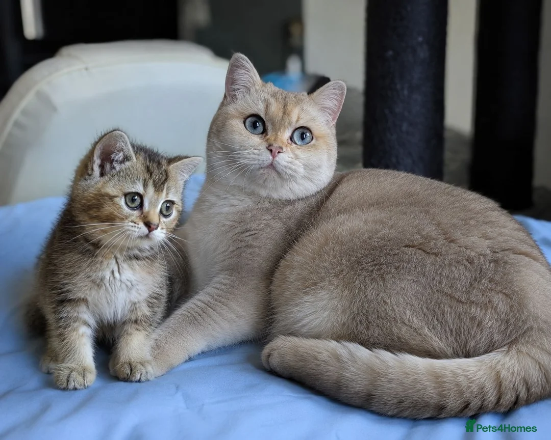British Shorthair cats for sale: LAST GIRL 💖 BSH 🐾 Golden Chocolate  - Advert 1