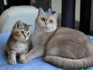 British Shorthair cats LAST GIRL 💖 BSH 🐾 Golden Chocolate - Advert 2