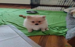 Pomeranian dogs for sale: Two lovely pups - Image 1
