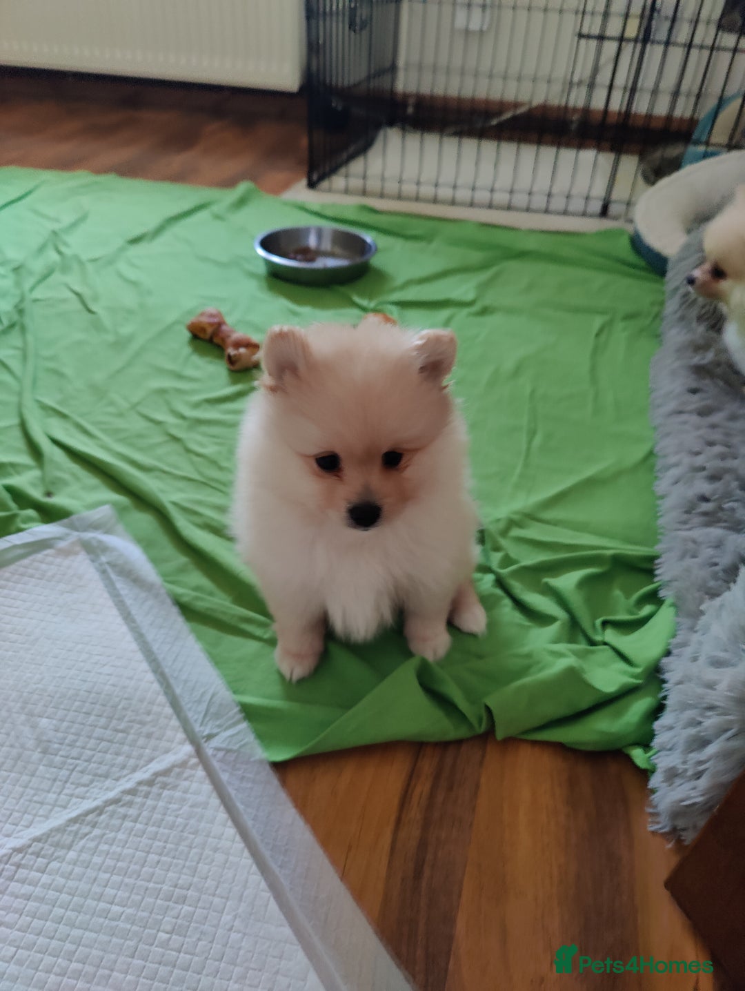 Pomeranian dogs for sale: Two lovely pups - Image 1