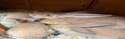 Continental Giant rabbits for sale: gorgeous continental giantxFrench lop READY TO GO - Advert 15