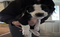 Mixed Breed dogs for sale: Male staffy x border collie puppy - Image 9