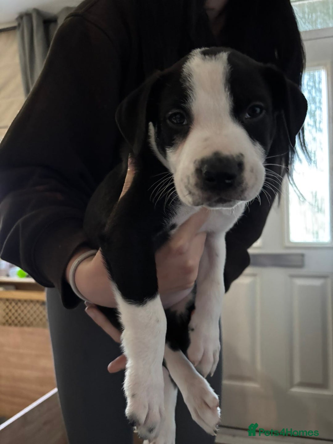 Mixed Breed dogs for sale: Male staffy x border collie puppy - Image 9