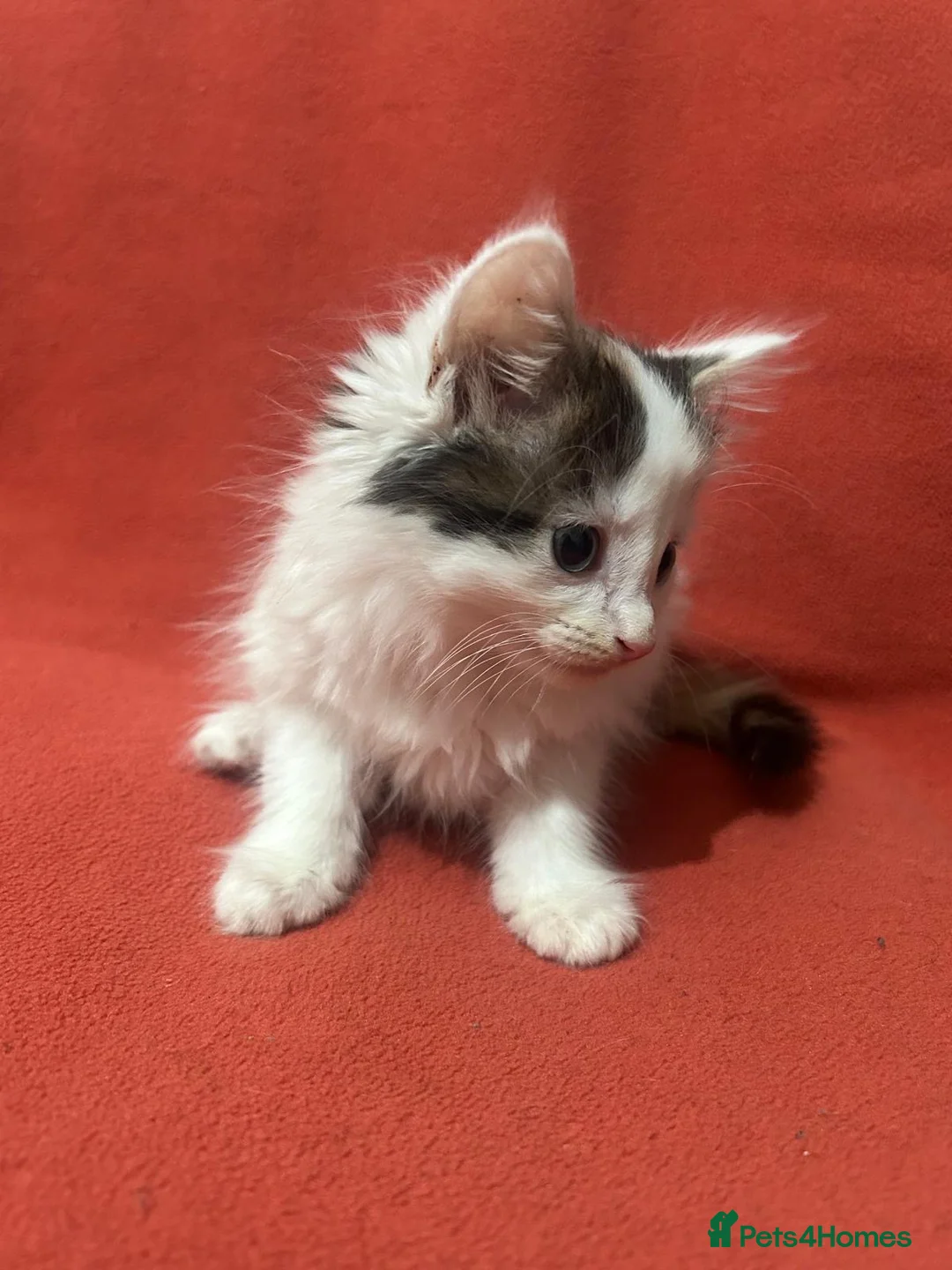 RagaMuffin cats for sale: Kittens for sale  - Advert 26
