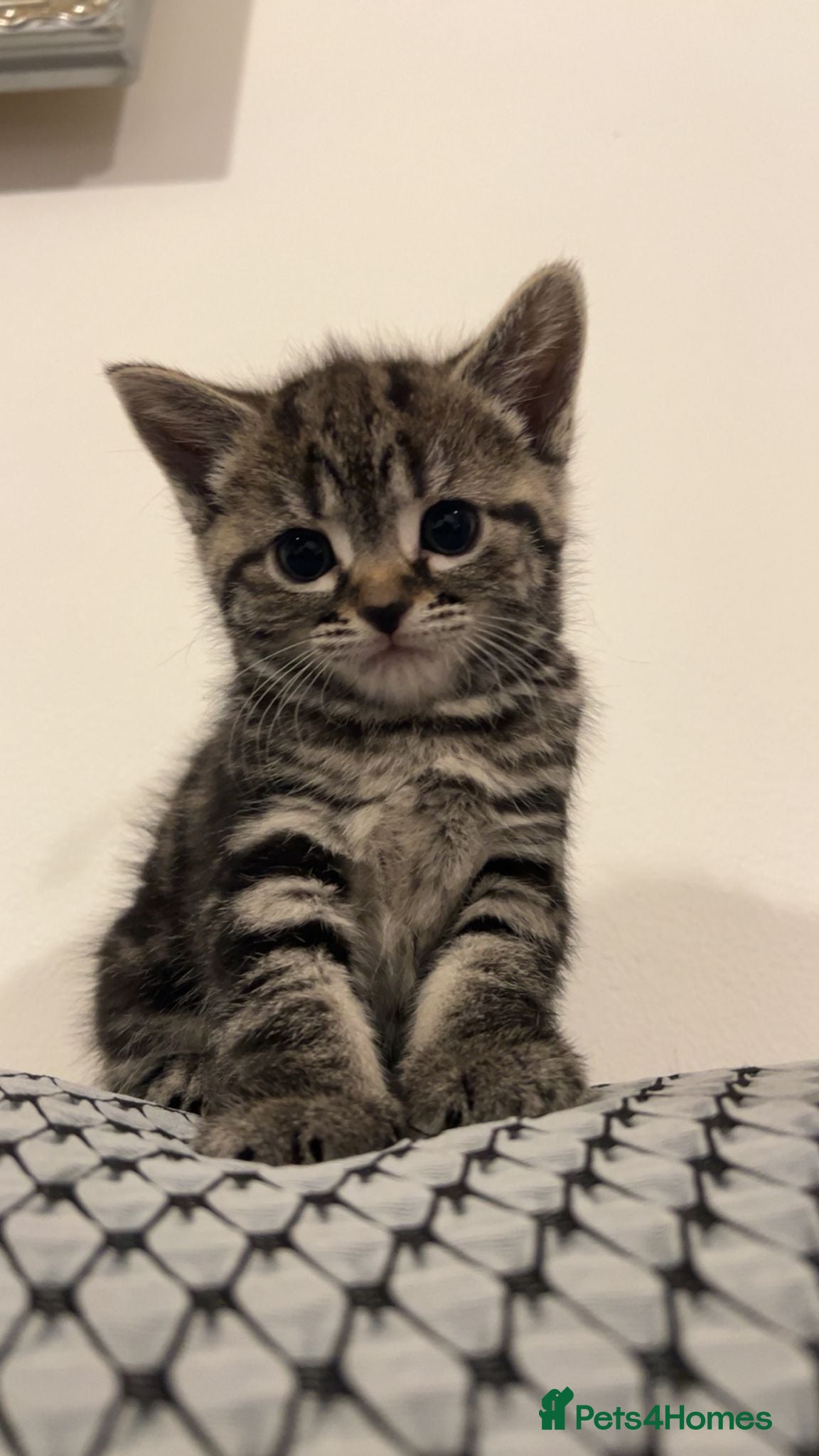 Mixed Breed cats SIAMESE X FEMALE KITTEN **AVAILABLE** - Advert 1