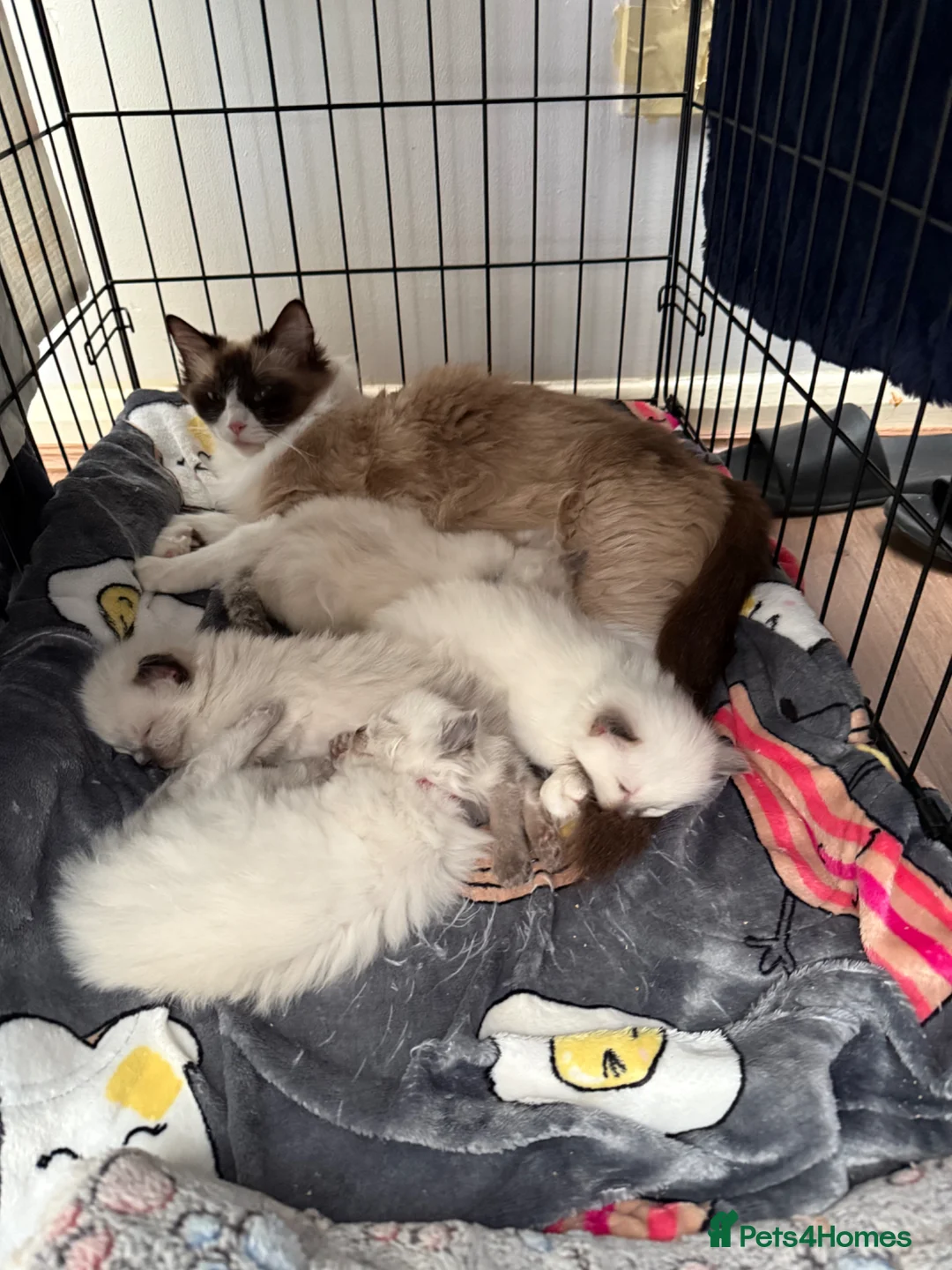 Ragdoll cats for sale: READY NOW Ragdoll kittens  - Advert 2