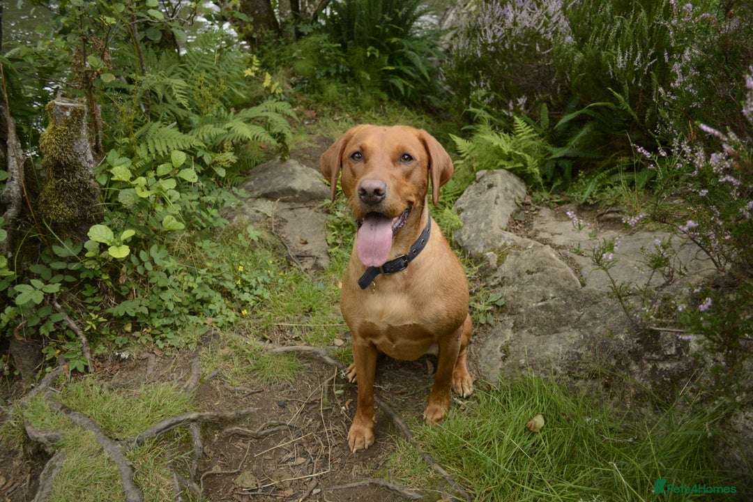 Labrador Retriever dogs for sale: ✨ Stunning 5 Male & 3 Female Fox Red Lab Puppies - Advert 16