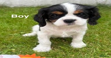 Cavalier King Charles Spaniel dogs - Advert 1
