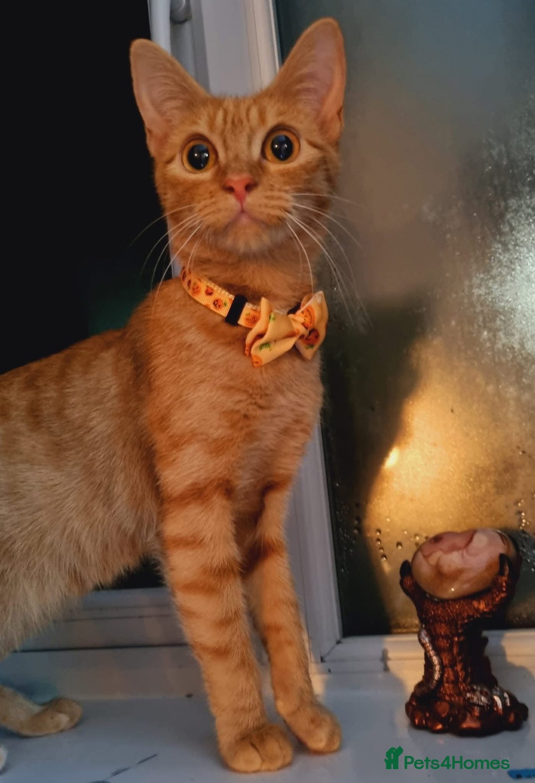 Domestic Shorthair cats for sale: Full ginger female  - Advert 2