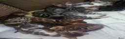 Bengal cats for sale: Pure breed and half breed bengals. - Advert 6