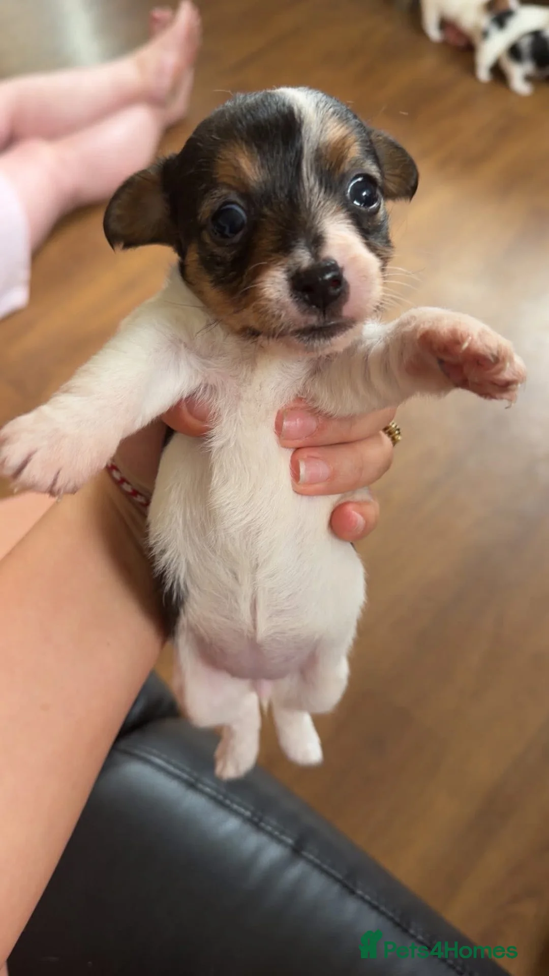 Jack Russell dogs for sale: Beautiful Jack Russell pups  in Bilston - Advert 8