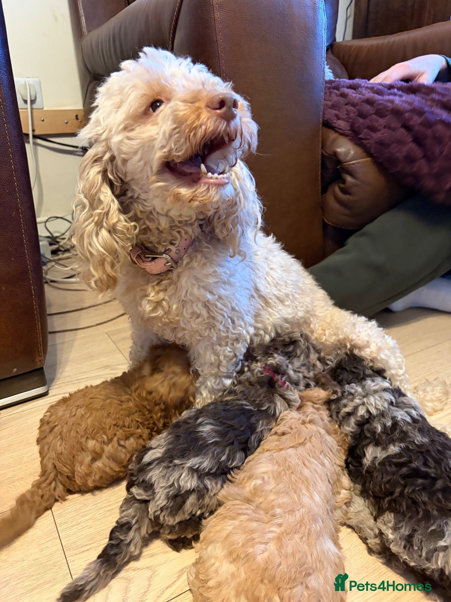 Toy Poodle dogs Beautiful toy poodle puppies  - Advert 1