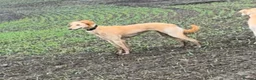 Saluki dogs for sale: Saluki Greyhound Puppies in Crook - Advert 8